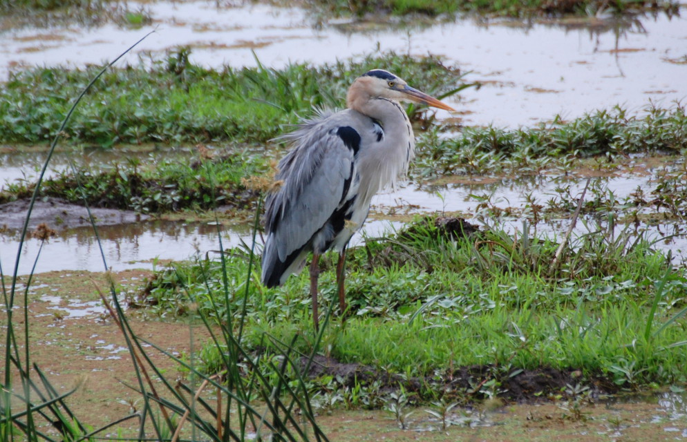 Tanzania - Airone cenerino (Ardea cinerea)